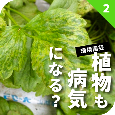 植物も病気になる？