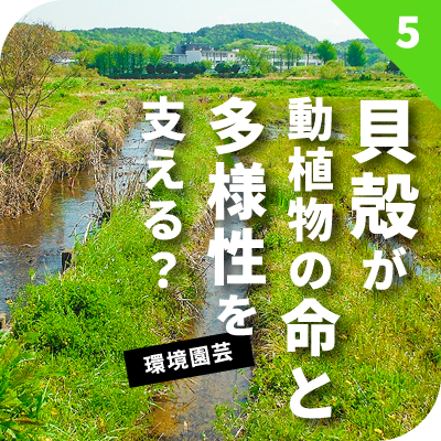 貝殻が動植物の命と多様性を支える？