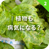 植物も病気になる？