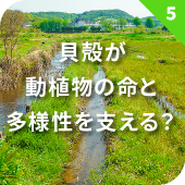 貝殻が動植物の命と多様性を支える？