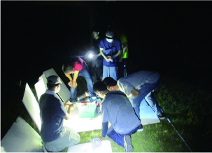 ライトトラップを用いた夜行性昆虫の採集