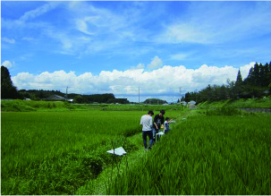 水田でのフェロモントラップを用いた稲作害虫の発生調査