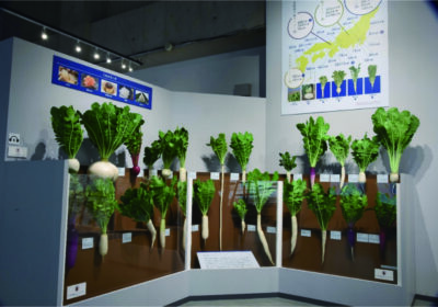 2020 年3 月～6 月に国立科学博物館「和食」特別展にて展示された（下段一番左）育成中 の「糸巻き大根」新系統MR-L（３D 模型）