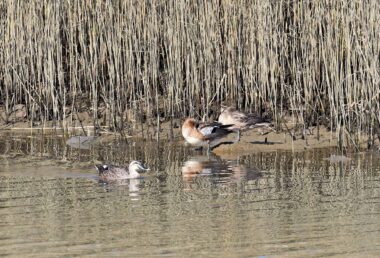 葦の水辺に憩う水鳥たち