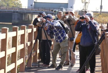 河口周辺の水鳥をじっくり観察