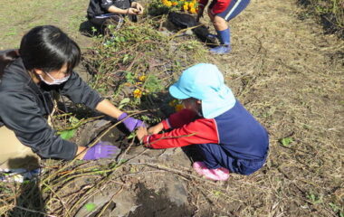今年も、連携幼稚園の子どもたちとイモ掘りを楽しみました！