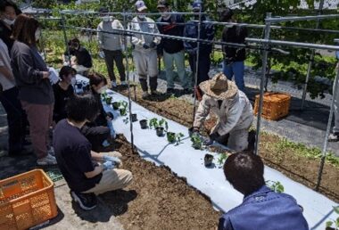 ピーマン苗の植え付け指導（梅田技術職員）