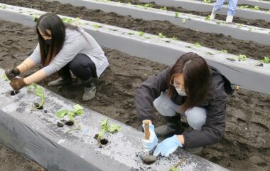 学部間連携授業「子どもと園芸」で、サツマイモの植え付けを実施しました。