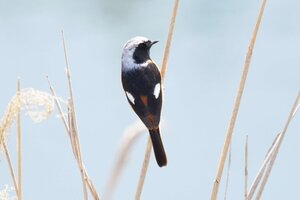 背中の白い紋が特徴の「ジョウビタキ」