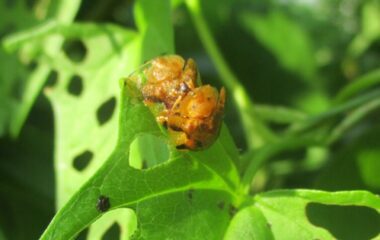 【昆虫生態学研究室の研究】南方性の侵入害虫の生態に関する論文が掲載されました