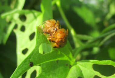 交尾中のヨツモンカメノコハムシの成虫