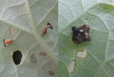 ヨツモンカメノコハムシの若い幼虫（左）と老熟した幼虫（右）