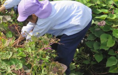 連携幼稚園の園児たちと芋掘りをしました