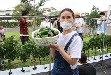 カラーピーマンの収穫