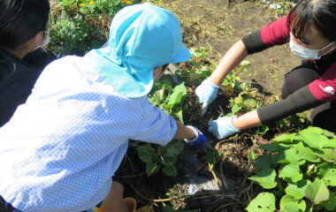 連携幼稚園の子どもたちと “探究的で、ちょっとハード” な芋掘りをしました