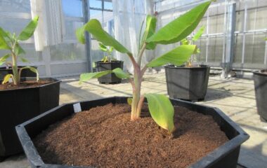 環境園芸学部でバナナの栽培研究を始めました