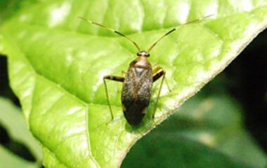 【昆虫生態学研究室の研究】「謎のカスミカメ」の生態が解明されました