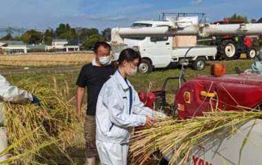 収穫の秋「チャレンジ農園」の稲刈りを行いました