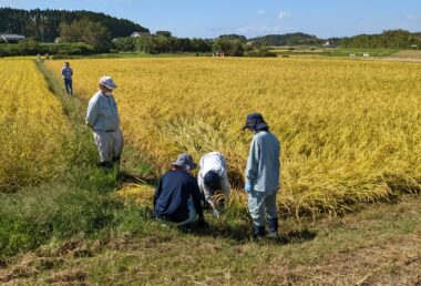 ②四隅の刈り取り