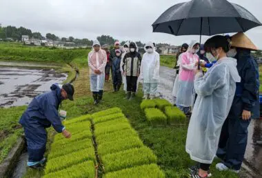 稲作体験「チャレンジ農園」の田植えを行いました | 南九州大学