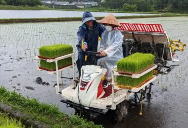 稲作体験「チャレンジ農園」の田植えを行いました | 南九州大学