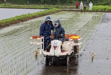 稲作体験「チャレンジ農園」の田植えを行いました | 南九州大学