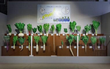 特別展「和食」で本学オリジナル品種が展示