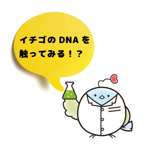 いちごNANKYUちゃん