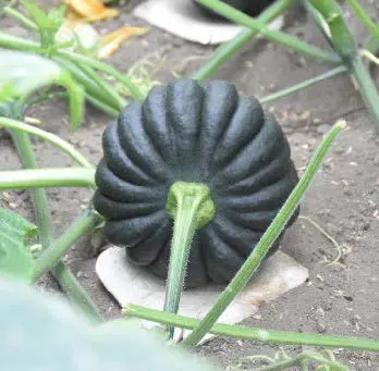 Nankyu Black Ball (NBB) | 南九州大学