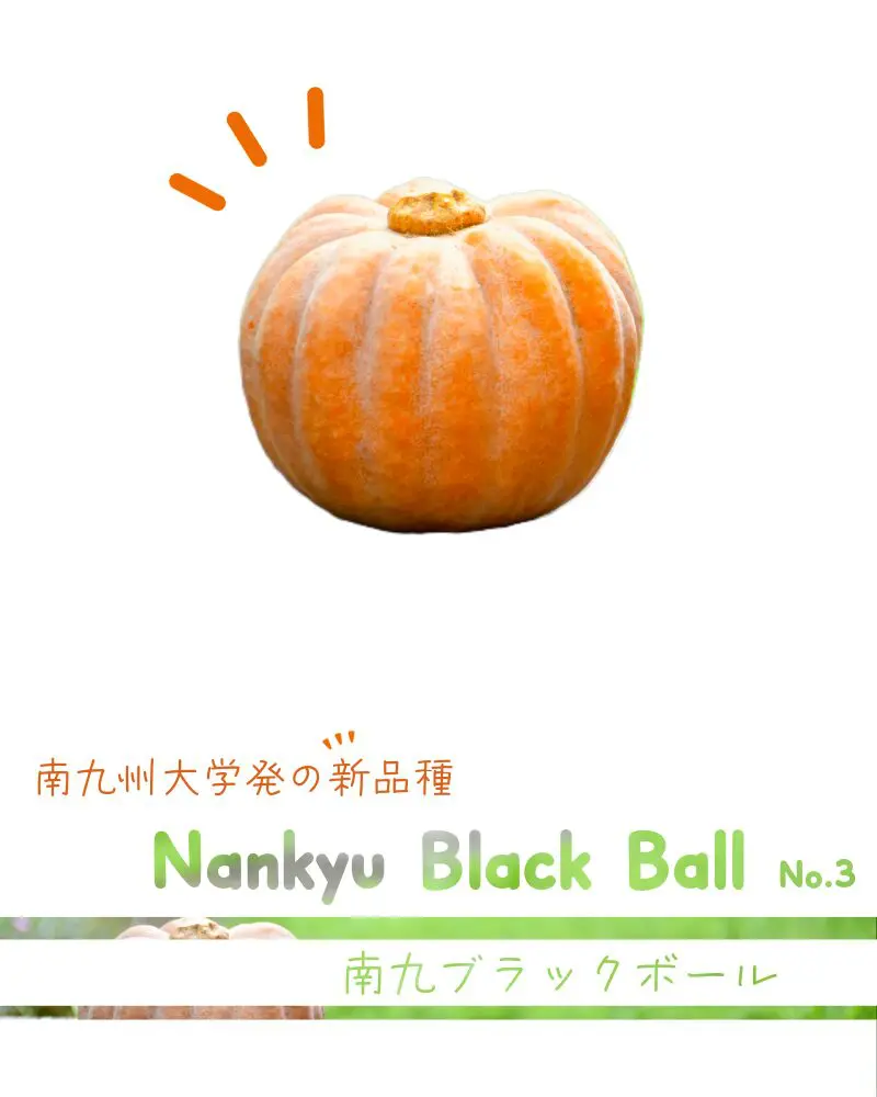 Nankyu Black Ball (NBB) | 南九州大学