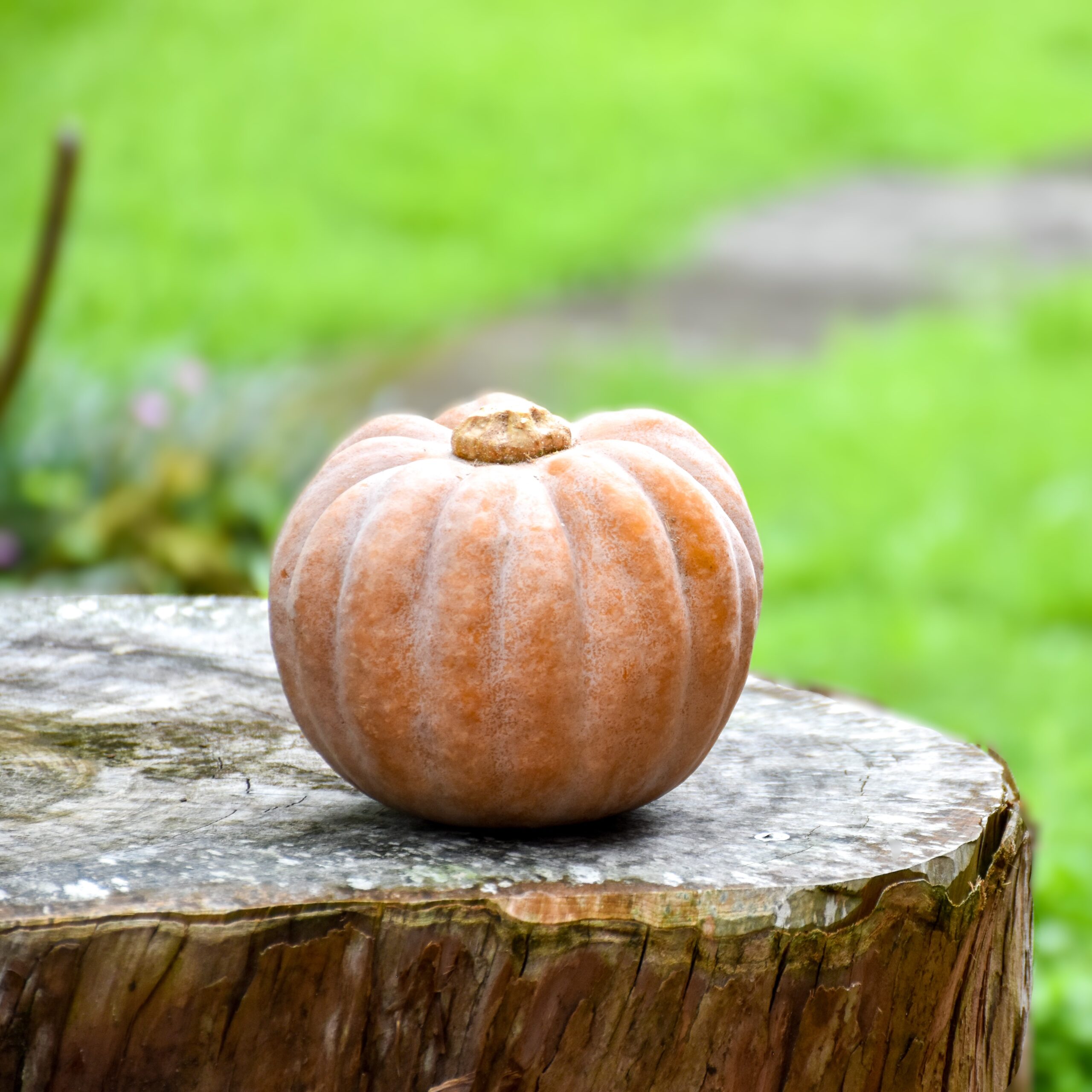 南九ブラックボール