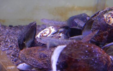 中野講師と学生の研究が生態学の国際誌に掲載