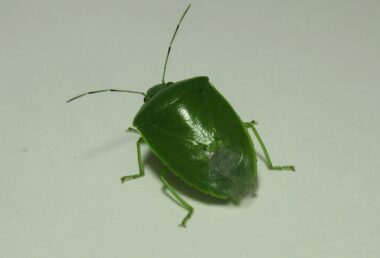 ツヤアオカメムシ