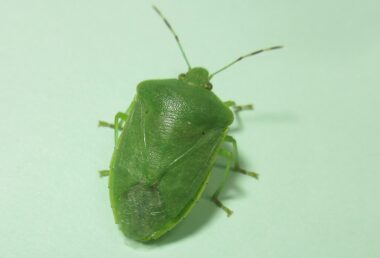 ミナミアオカメムシ