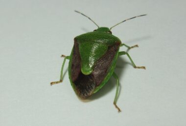チャバネカメムシ