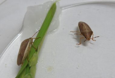 イネカメムシ