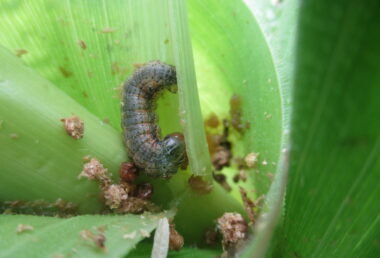 トウモロコシを食害中のツマジロクサヨトウ幼虫