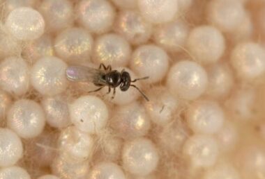 ガの卵に産卵するTelenomus remusの成虫