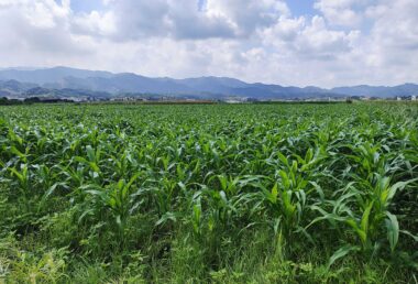 一面に広がる都城盆地のトウモロコシ畑